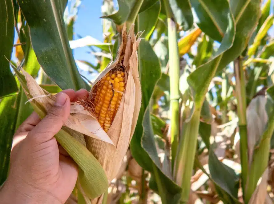 Aprosoja MS estima safra de milho com 80,8 sc/ha, mas alerta para risco de geadas