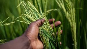 Rio Grande do Sul prevê queda de 3,4% na área de arroz irrigado