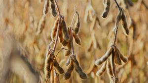 A entressafra ainda pode ser usada para manejo de pragas e plantas daninhas