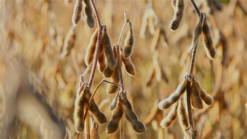 A entressafra ainda pode ser usada para manejo de pragas e plantas daninhas