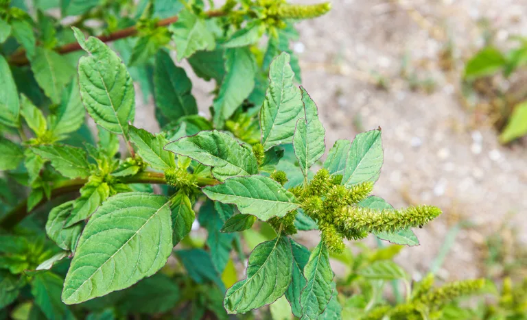 Agrodefesa intensifica ações para evitar a entrada da praga Amaranthus palmeri em Goiás