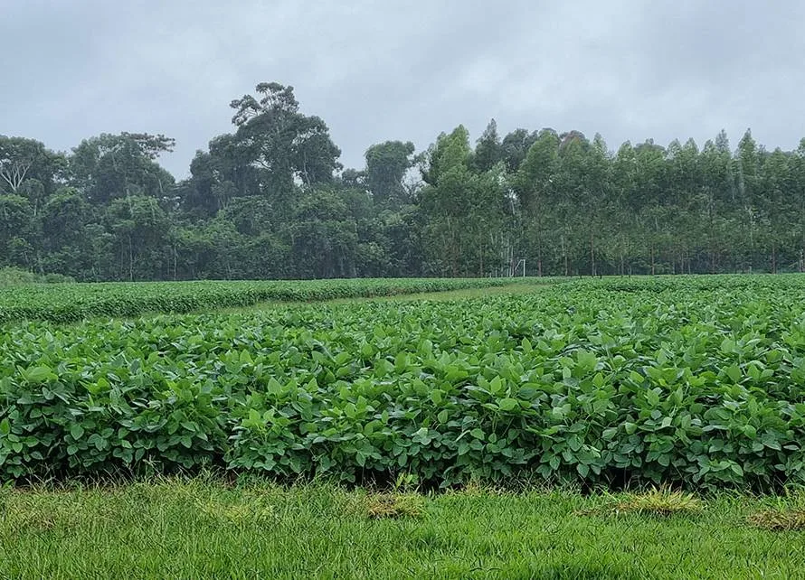 Monitoramento agrícola aponta impacto das chuvas na safra de grãos 2024/25