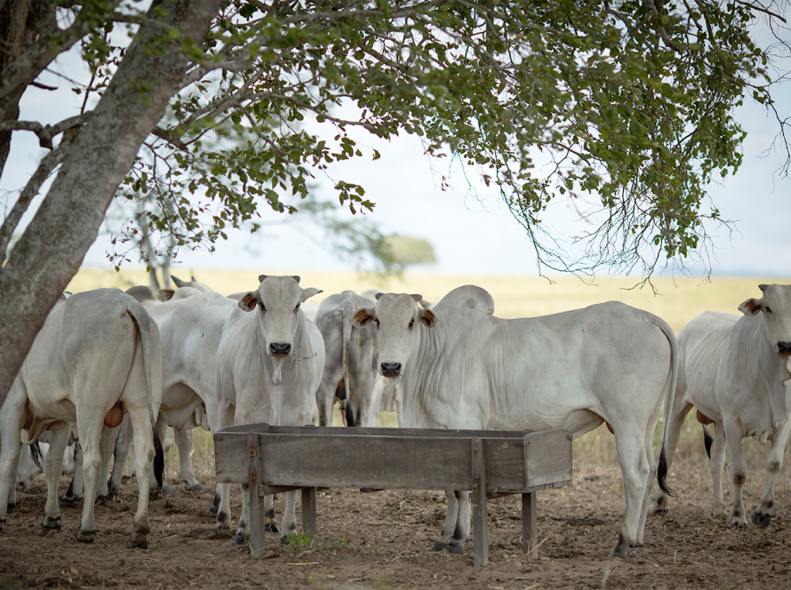 Pecuaristas devem fazer a declaração de rebanho a partir de 1º de maio em Goiás