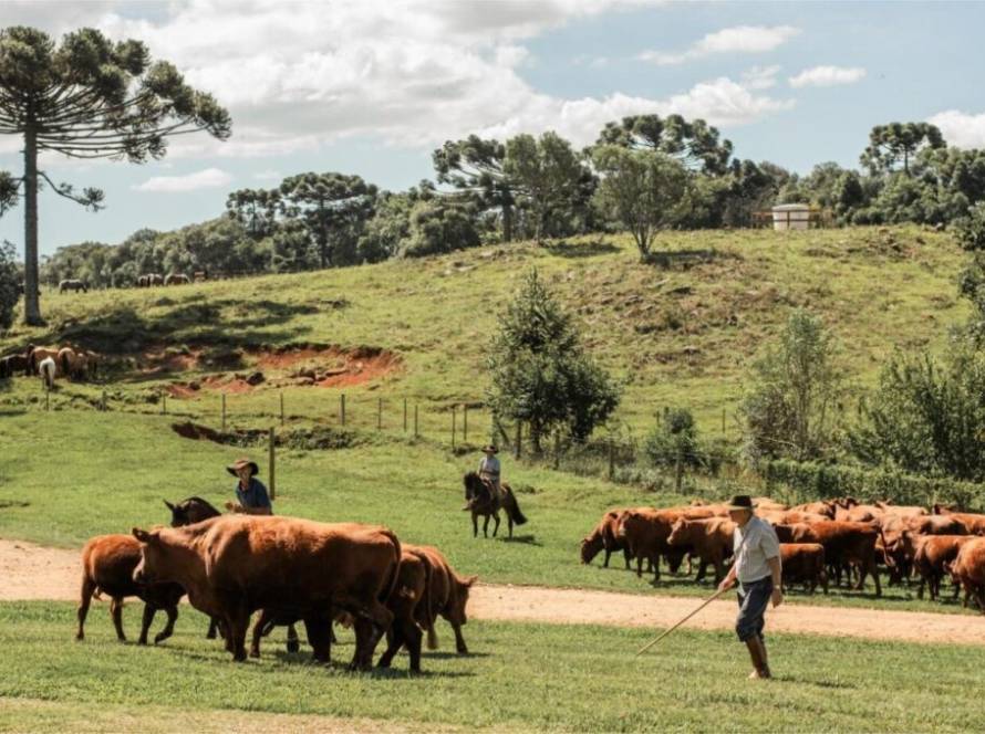 Acrimat orienta criadores sobre como se preparar para a seca em Mato Grosso