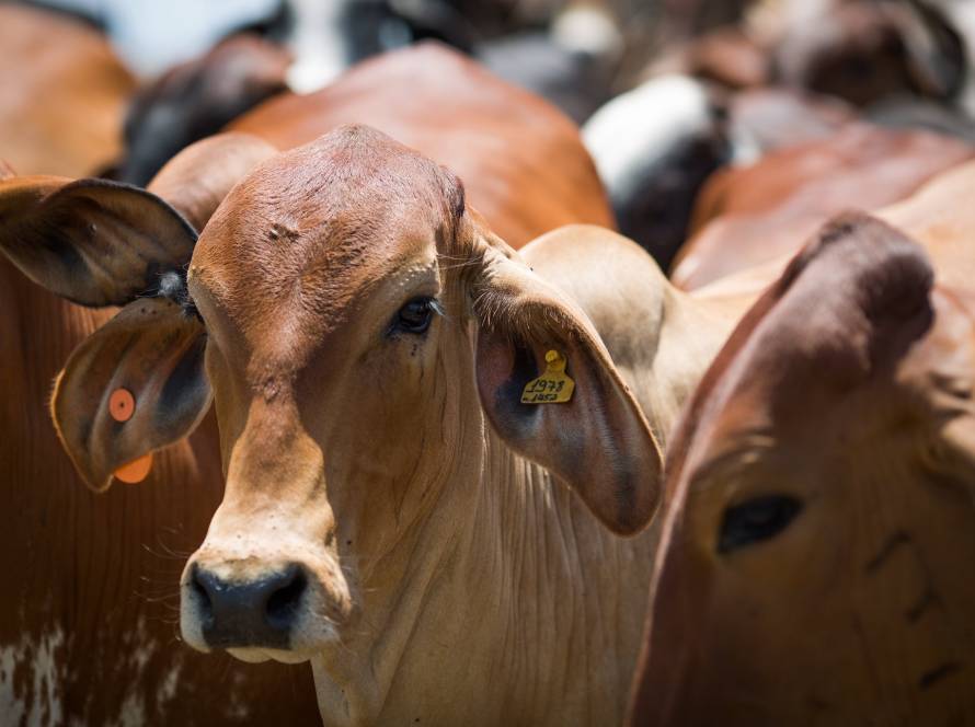 Agrodefesa publica nova normativa para reforçar o controle da brucelose e da tuberculose em bovinos e bubalinos em Goiás