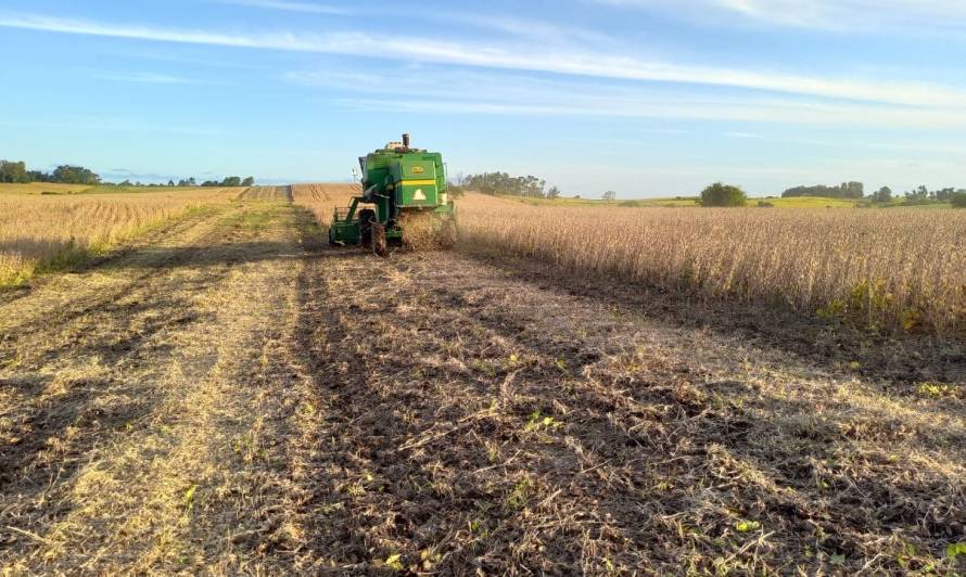 Colheita da soja avança para 88% da área total cultivada no Rio Grande do Sul