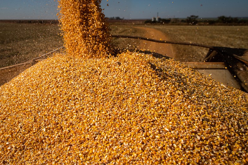 Demanda fraca derruba preços do milho no Brasil