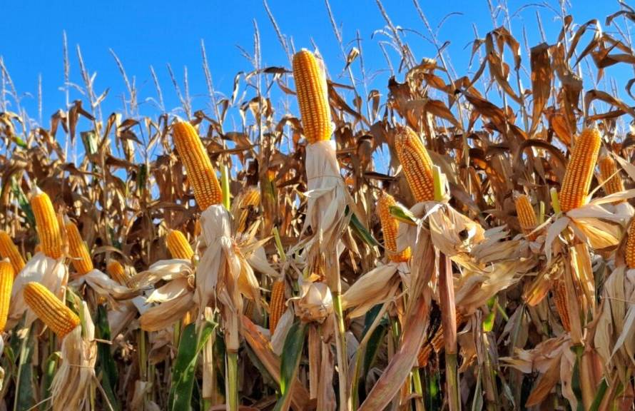 Estado entrega licença para instalação de usina de etanol de milho de R$ 1,7 bilhão da Coamo