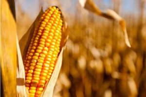 Produção de milho no Brasil deve atingir 131 milhões de toneladas e impulsiona cenário global de grãos