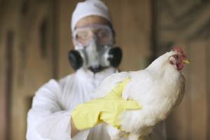Agrodefesa confirma primeiro caso de gripe aviária em aves de subsistência em Goiás