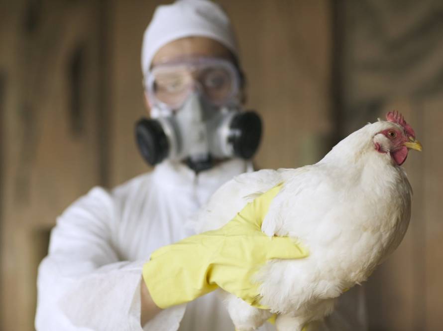 Agrodefesa confirma primeiro caso de gripe aviária em aves de subsistência em Goiás