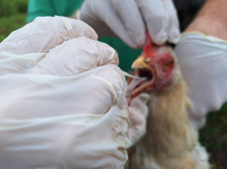 Agrodefesa informa que está investigando caso suspeito de gripe aviária em Goiás