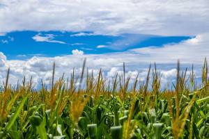 Aprosoja MT repudia a MP 1.303/2025 e se une à FPA e à Faep na defesa do financiamento do agro