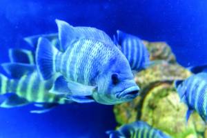 Brasil conquista novo mercado para exportação de peixes ornamentais