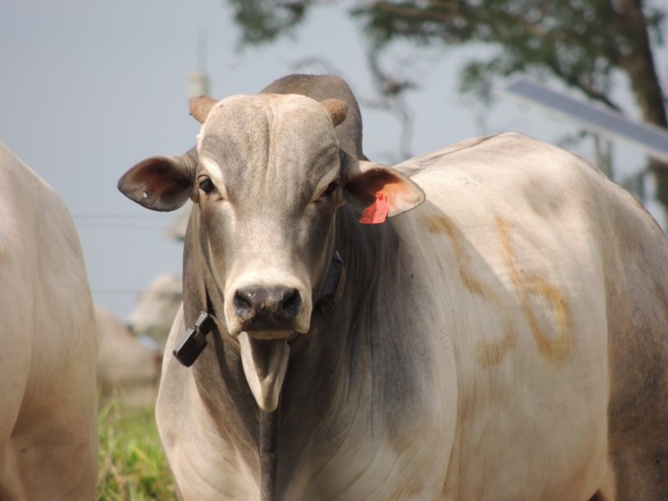 Exportações firmes e pasto prolongado sustentam preços do boi gordo no segundo semestre