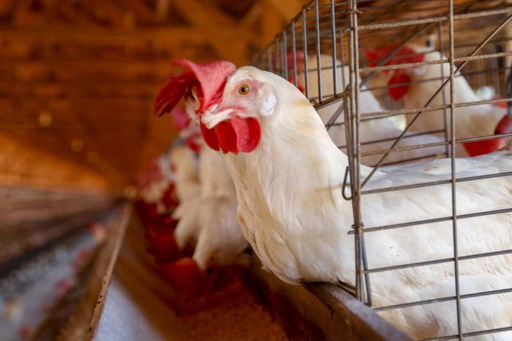 Frango mantém preços firmes em maio e melhora margens com queda no custo do milho