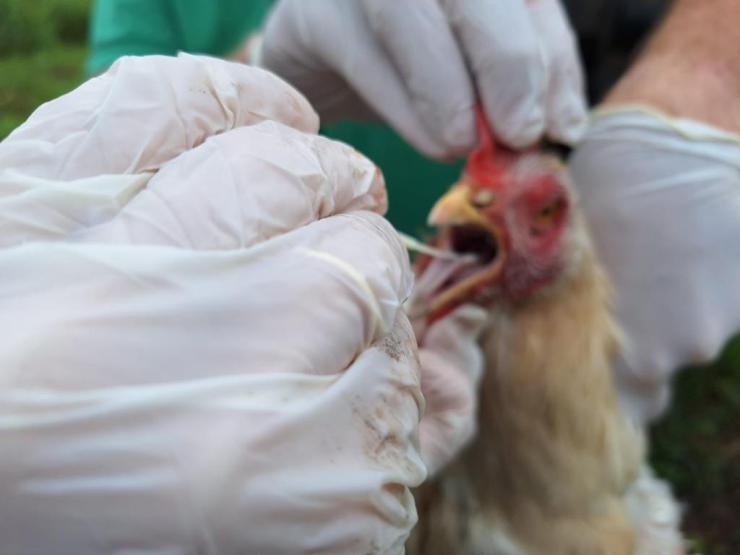 Indea-MT adota medidas sanitárias após confirmação de Influenza aviária em aves de subsistência