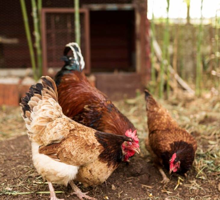 Mato Grosso confirma foco de gripe aviária em aves de subsistência