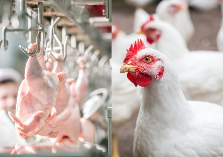 Preços da carne de frango iniciam reação positiva com retomada das exportações