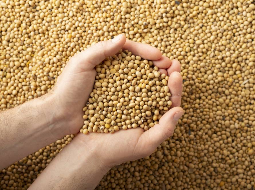 Vendas de soja da safra 25/26 de MT atingem 14,15% do total esperado, diz Imea