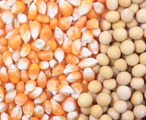 Com avanço sobre pastagens, soja e milho devem ter nova safra recorde em 2025/26