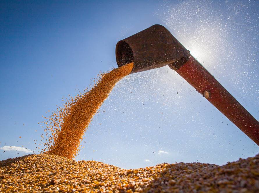 Conab aponta colheita do milho em 27,7% e destaca boas produtividades no Mato Grosso