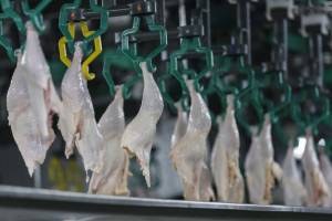 Exportação de carne de frango para países árabes mantém receita estável apesar de foco de gripe aviária