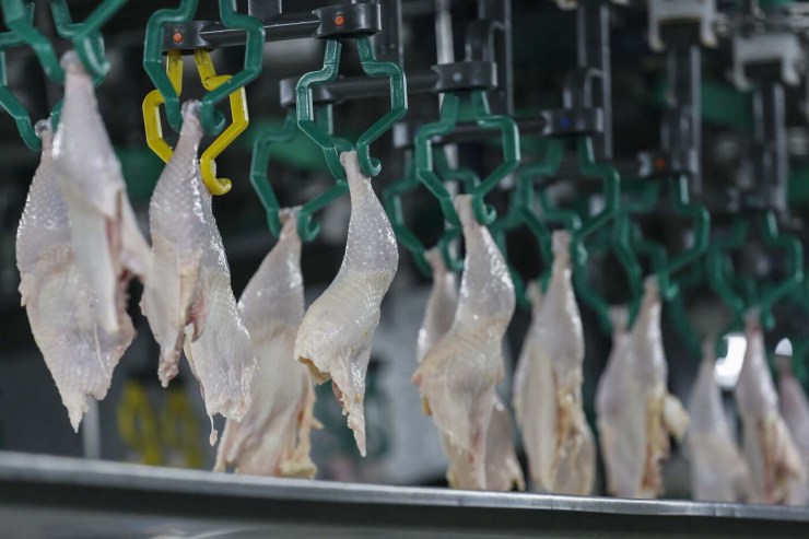 Exportação de carne de frango para países árabes mantém receita estável apesar de foco de gripe aviária