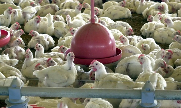 Exportações de frango para países árabes somam US$ 1,75 bilhão no 1º semestre
