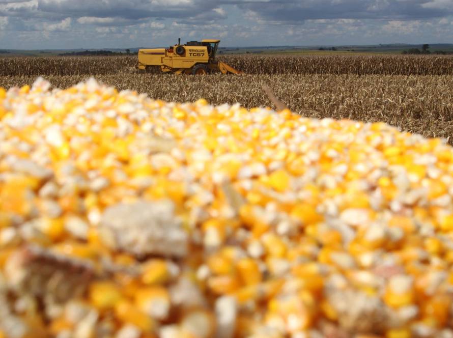 Imea eleva estimativa de produção do milho e aponta safra recorde no Mato Grosso