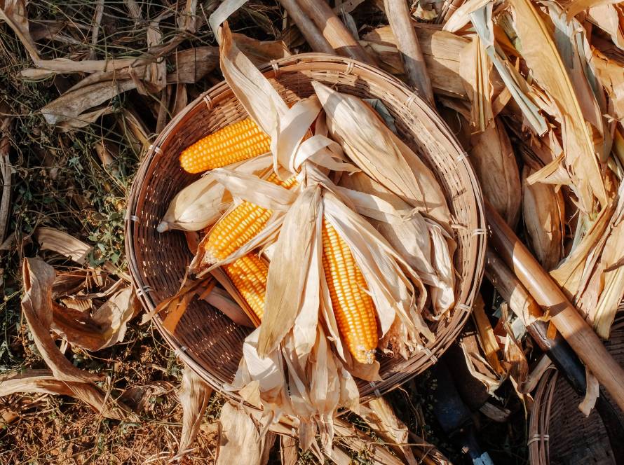Mato Grosso já vendeu mais da metade da safra de milho 24/25, diz Imea