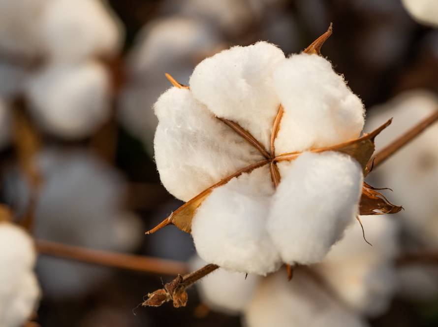 Pesquisadores avaliam efeitos do frio e do excesso de chuva na safra de algodão em Mato Grosso