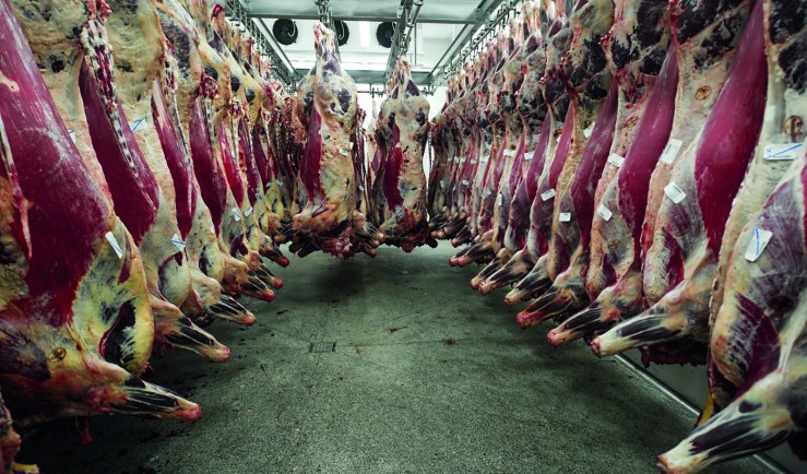 Exportação de carne bovina bate recorde em mês anterior ao tarifaço