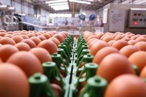 Exportações de ovos crescem 304,7% em julho