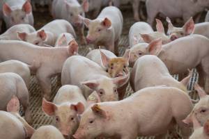 Goiás mantém status sanitário de área livre de Peste Suína Clássica, após conclusão de mais um ciclo de vigilância em suínos