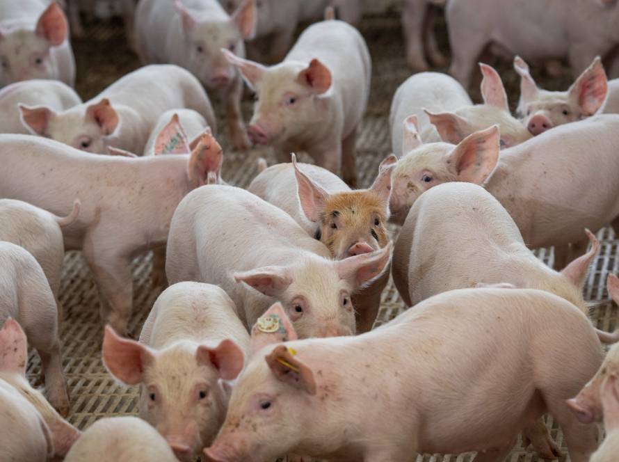 Goiás mantém status sanitário de área livre de Peste Suína Clássica, após conclusão de mais um ciclo de vigilância em suínos
