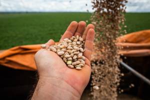 Goiás tem maior produção de feijão das últimas quatro safras e se consolida entre líderes nacionais