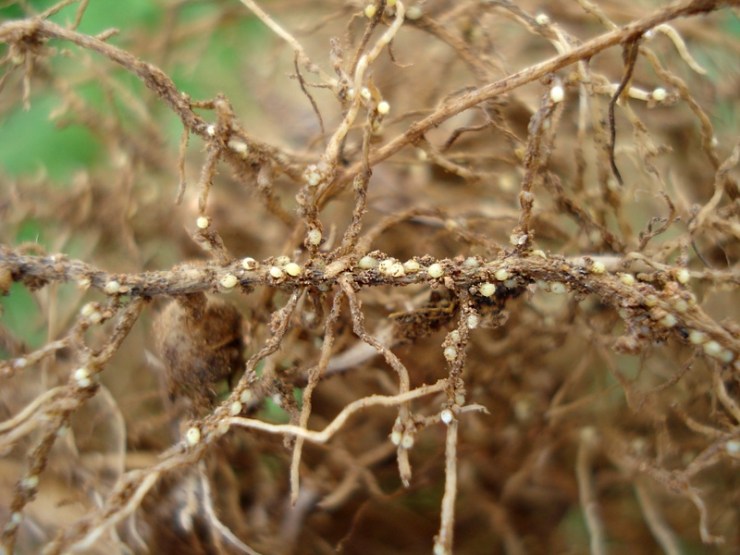 Nematoide do cisto pode causar até R$ 16 bilhões em perdas na soja e exige manejo integrado