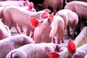 Produção de suínos cresce e preços sofrem volatilidade com efeito das outras proteínas e da safra de milho