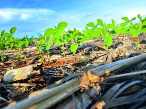 Produtividade da soja avança e Brasil mira nova safra histórica em 2025/26