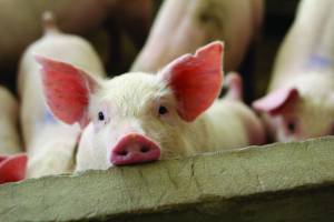 Suinocultura do Mato Grosso celebra 33 anos e registra recorde histórico de exportações