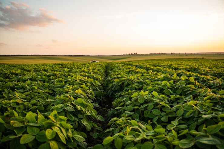 Brasil antecipa plantio de soja e amplia área na safra 2025/26
