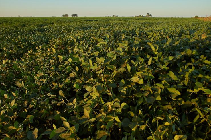 Calor acima da média e chuvas irregulares elevam riscos para a safra de soja no Centro-Oeste e Matopiba