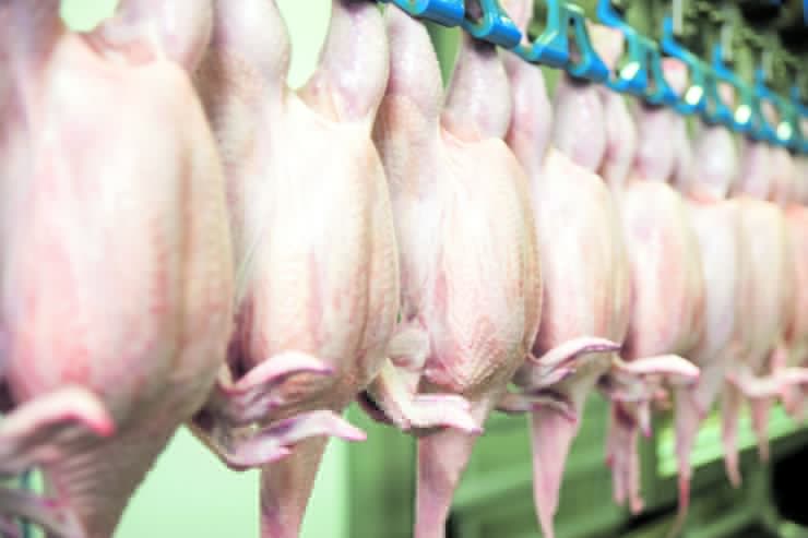 Exportações de carne de frango crescem 3,9% em agosto