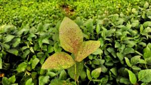 Ferrugem asiática da soja tem focos identificados na safra 2024/2025