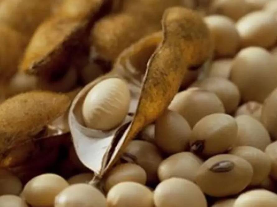 Imea mantém projeção de safra de soja de MT e cita ausência de chuvas significativas