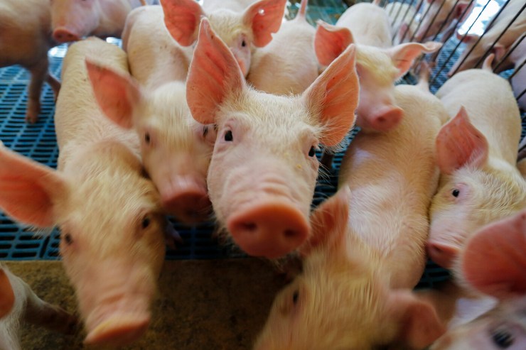 Poder de compra do suinocultor avança frente ao milho