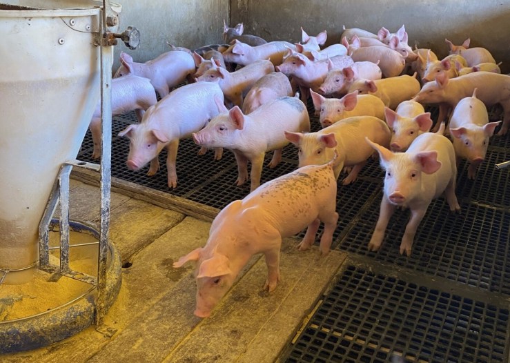 Sorriso e Campo Verde recebem Encontro Regional da Suinocultura de Mato Grosso