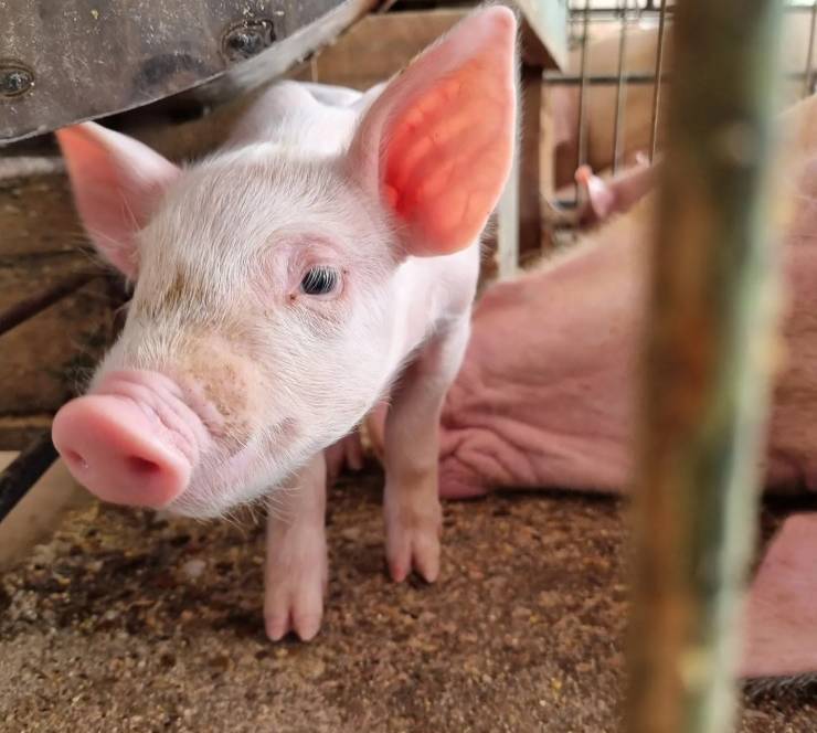 Acrismat abre inscrições para 2º Seminário da Suinocultura de Mato Grosso