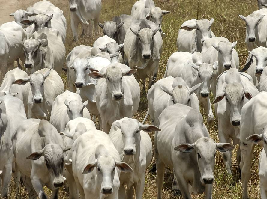 Aprosoja MT homenageia o dia da pecuária e destaca a força do setor na produção de proteína animal